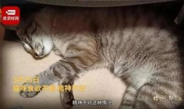 外卖员爆料宠物猫视频下载,视频走红网络